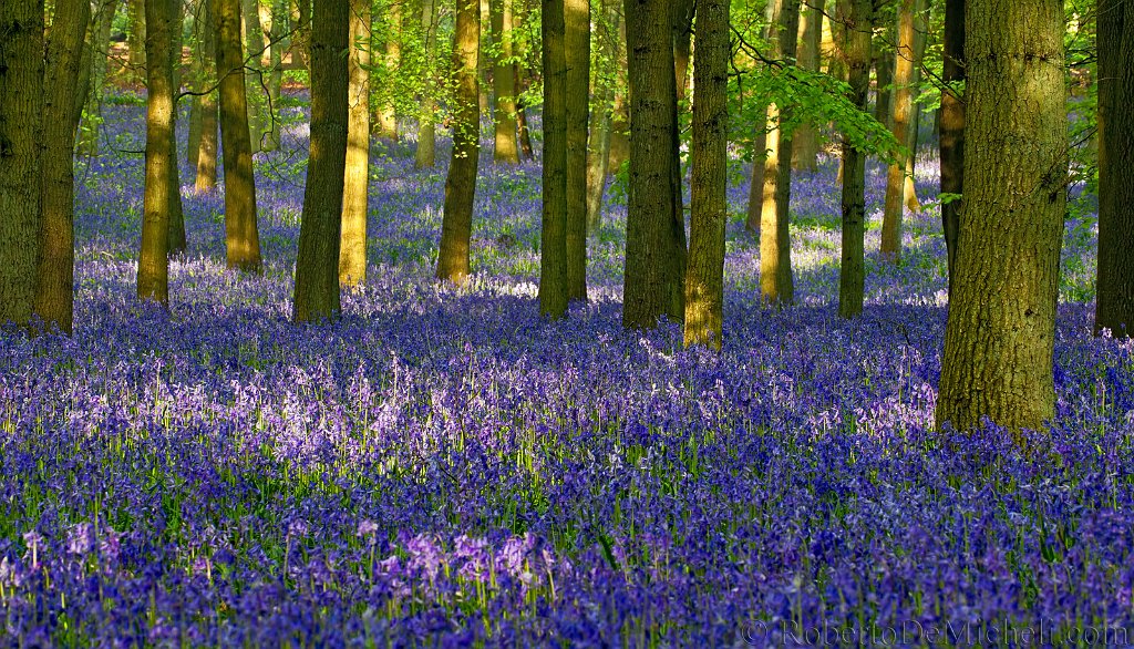 Bluebells in the woods at Ashridge